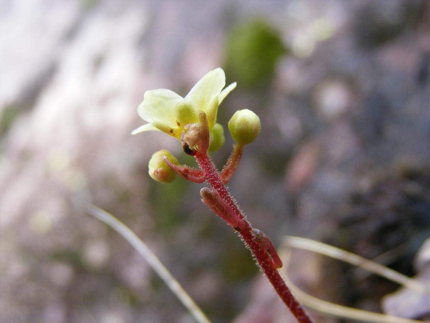 Saxifraga paniculata